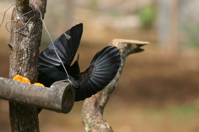 Pink Bird Riffle Rifle Bird 0005 | The-canopy-treehouses