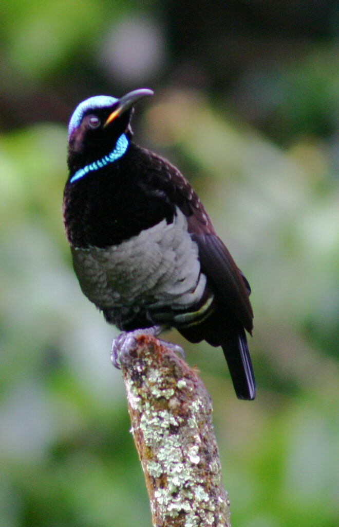 Rifle Birds-Tkangs0009 (1) | The-canopy-treehouses