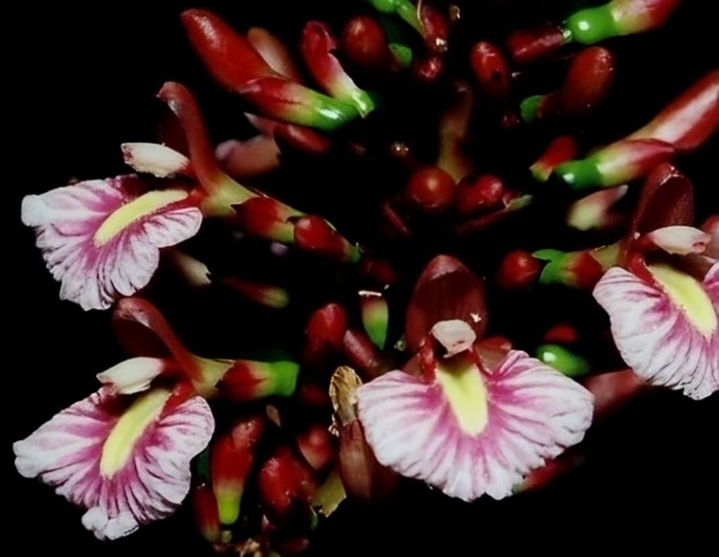 Wildlife Img 14 The Canopy Treehouses