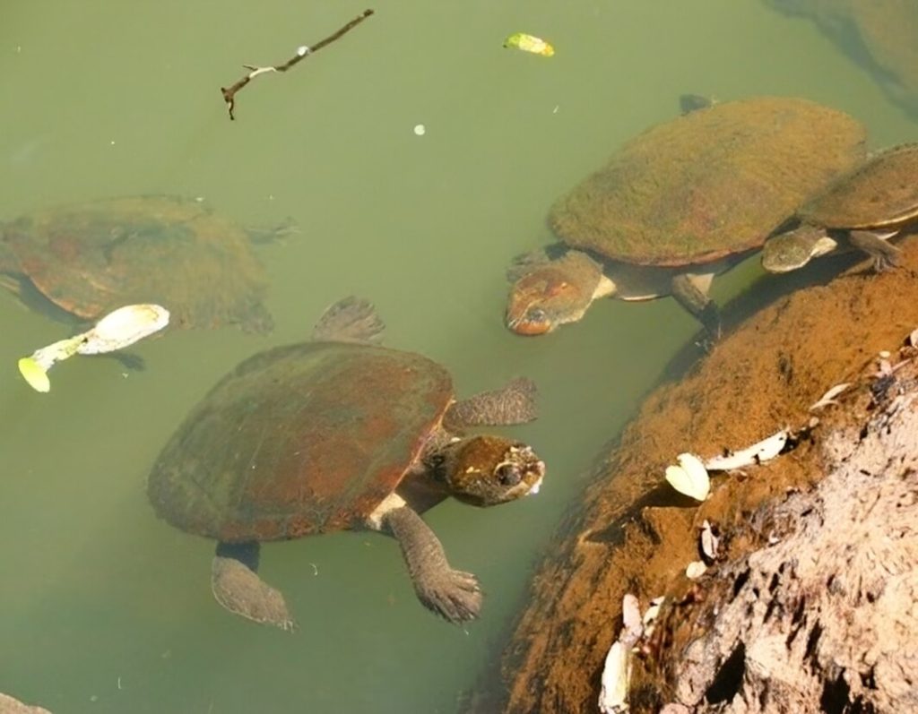 Wildlife Img 16 The Canopy Treehouses